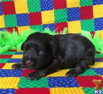 miniature schnauzer puppy posted by Rhonda Wallace